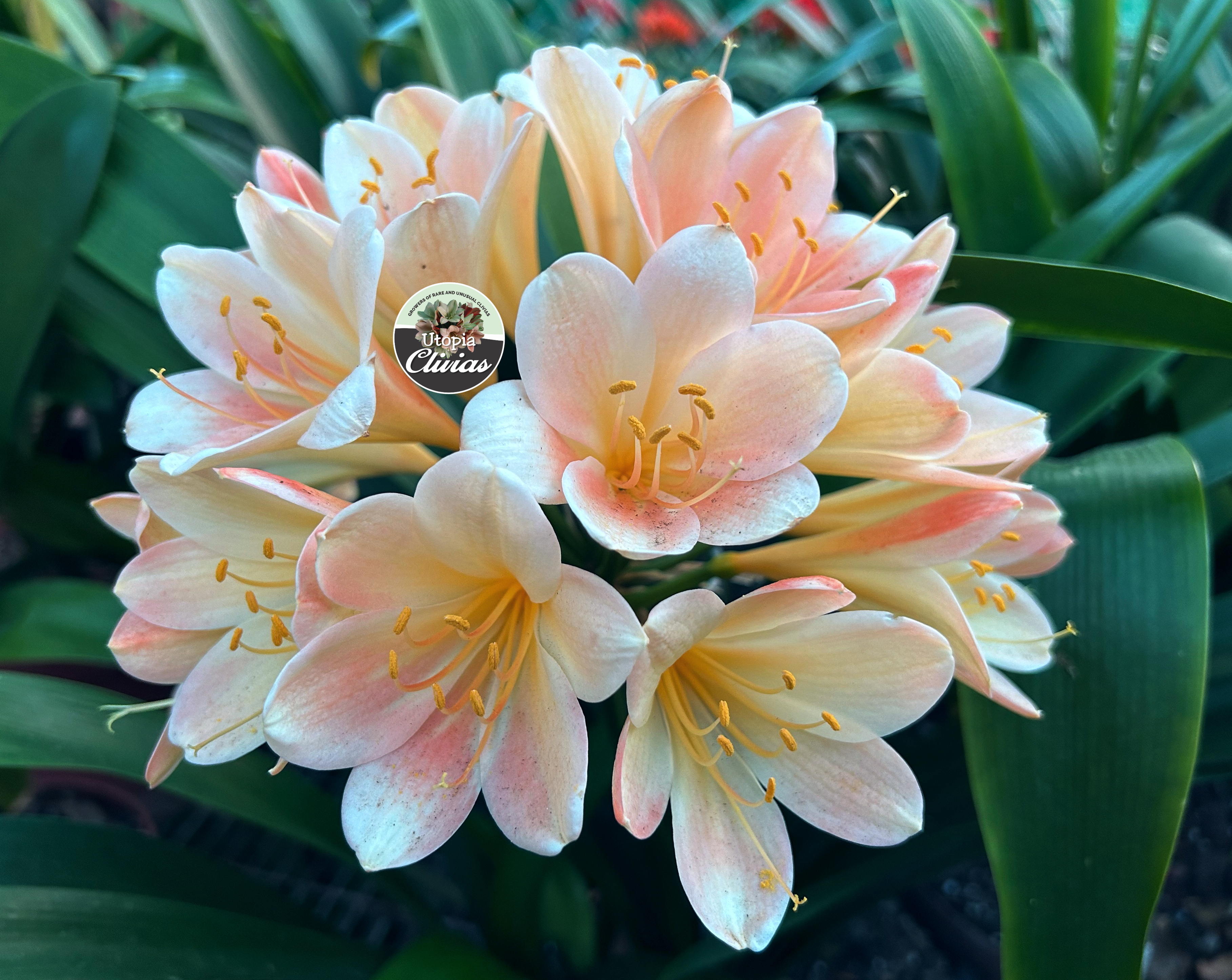 Utopia Clivias